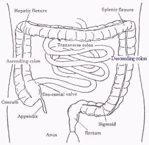 colon cleanse